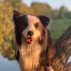 Logo of telegram channel bbbllluuummssszxc — Border_collie_Blum