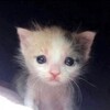Логотип телеграм канала @bbsosmxl — чижик пыжик
