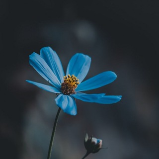 Логотип телеграм канала @beautiful_img — Beautiful Img
