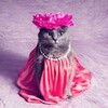 Логотип телеграм канала @beautycamm — Блёстка