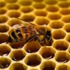 Logo of telegram channel beeaesthetic777 — Bee Aesthetic 🐝
