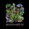 Logo of telegram channel begonarium — BEGONARIUM