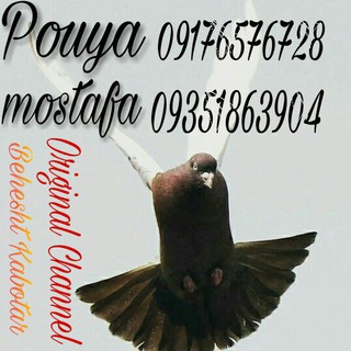 لوگوی کانال تلگرام beheshtkabotarstore — فروشگاه بهشت کبوتر