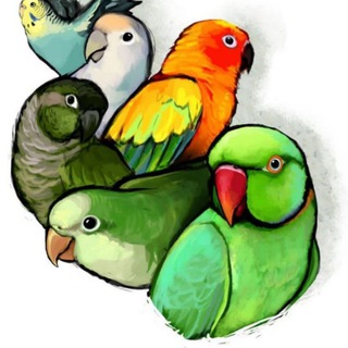 لوگوی کانال تلگرام behnam_parrot_tab — بهنام پاروت (طوطی تبریز)