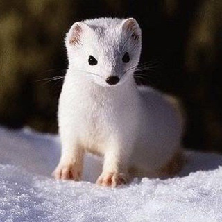 Логотип телеграм канала @beliisobol — Белый Соболь