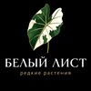 Логотип телеграм канала @beliylist_shop — БЕЛЫЙ ЛИСТ | редкие растения