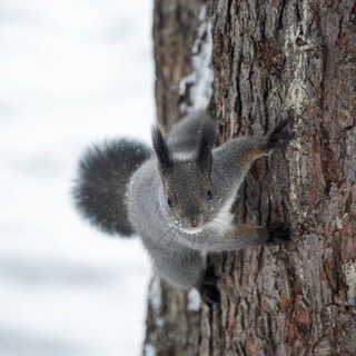 Логотип телеграм канала @belka_tsu — Белочки ТГУ