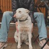 Логотип телеграм -каналу belkajulim8 — 🐶Бєлка і Юля