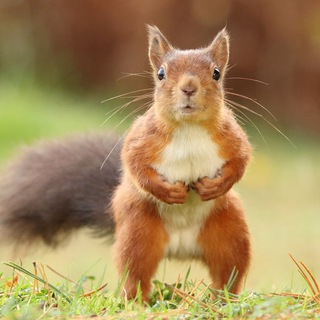 Логотип телеграм канала @belkakep1 — Белка в кепке