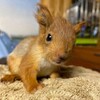 Логотип телеграм канала @belkaliv — Belka Lives