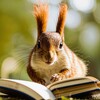Логотип телеграм канала @belkasknigoi — Света, книги и пушистый хвост