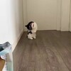 Логотип телеграм канала @belosnezhkadapi — Белоснежка Дапи