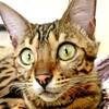 Логотип телеграм -каналу bengal_rikki — Бенгальська кішка Ріккі