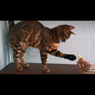 Логотип телеграм канала @bengalmary — Кошка Бенгальская