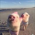 Logo of telegram channel benzfamily — BENZ FAMILY 🐷💗
