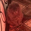Логотип телеграм канала @berloga_tony — Берлога Тони