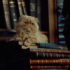Логотип телеграм канала @berlogaknig — Берлога Живоглотика 📚