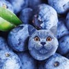 Логотип телеграм канала @berriesandlaughter — Одного поля Ягодки 🍓