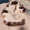 Логотип телеграм канала @bertibyz — Берти и Бузя