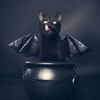 Логотип телеграм канала @besedy_v — Беседы Ведьм