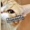 Логотип телеграм -каналу bespalovmedia — Беспалов
