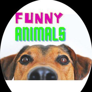 Логотип телеграм канала @best_funnyanimals — best.funny_animals/Смешные животные
