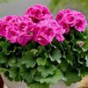 Логотип телеграм канала @best1flowers2026 — Уход за комнатными цветами