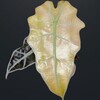 Логотип телеграм канала @best_exotic_plants — Best exotic plants 🪴
