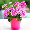 Логотип телеграм канала @bestflowers2033 — Уход за комнатными цветами