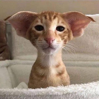 Логотип телеграм канала @bestkoteika — Лучшие котейки