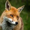 Telegram channel Всё под контролем или СУЕТУ навести ОХОТА🦊🐯🐻 logo