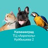 Логотип телеграм канала @bethowen_kaliningrad — Зоомагазин Бетховен Калининград