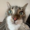Логотип телеграм канала @betkasretka — скучни кошка