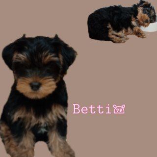 Логотип телеграм канала @betti2022 — Betti😴