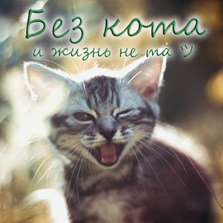 Логотип телеграм канала @bez_kotaa — Без кота и жизнь не та ツ