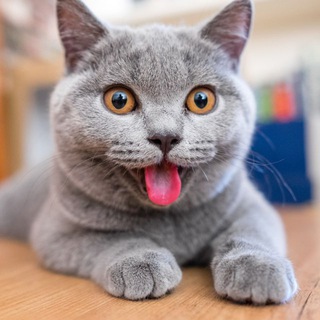 Telegram channel Без кота — одна тоска! logo