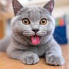 Логотип телеграм канала @bezkota_toska — Без кота — одна тоска!