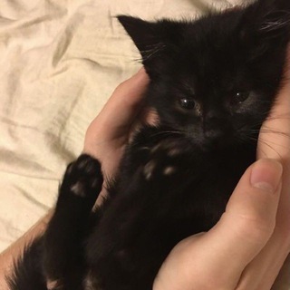 Логотип телеграм канала @bfw0rld — бфворлд🐾