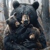 Логотип телеграм канала @bi_daddy_bear — Daddy bear