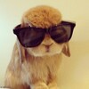 Логотип телеграм канала @bibigon47 — young shabba 47