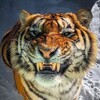 Логотип телеграм канала @big_lion_koshki — Огромные Кошки