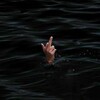 Логотип телеграм канала @bijuteriaodejda — Цитаты на языках