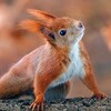 Логотип телеграм канала @bilka_parfumanka — Парфуманка