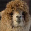 Логотип телеграм канала @bimbaalpaca — Bimba Alpaca - пропал