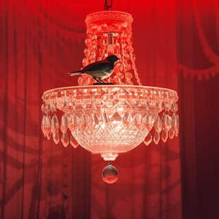 Логотип телеграм канала @bird_home — bird’s home