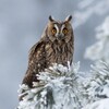 Логотип телеграм канала @bird_animals — Птицы | Животные