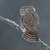 Logo of telegram channel birdlifeclub — Bird Life