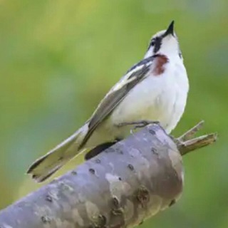 لوگوی کانال تلگرام birds_1 — صور طيور و حيوانات
