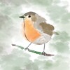 Логотип телеграм канала @birds_and_forest — Лес и Птицы