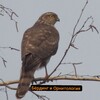 Логотип телеграм канала @birds_telegram — 🦅Бёрдинг и Орнитология🦅